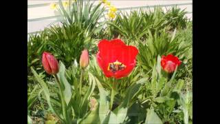 susquehanna hat company  too much joy