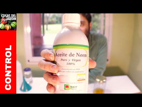 Cuál es la forma correcta de preparar y utilizar el aceite de neem como insecticida