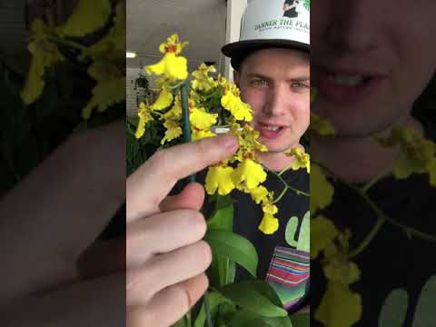 Oncidium Dancing Lady Orchid Care Guide