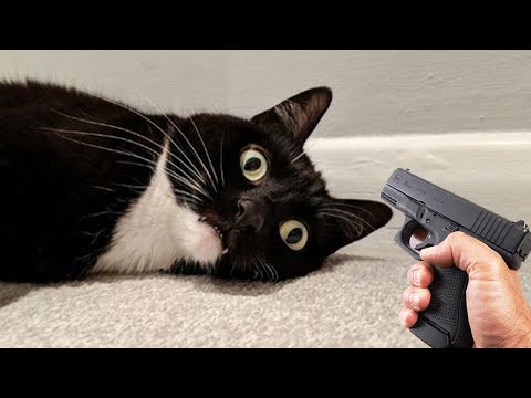 Funny Animal Videos 🐱 Funny Angry Cats Compilation 2022 #6