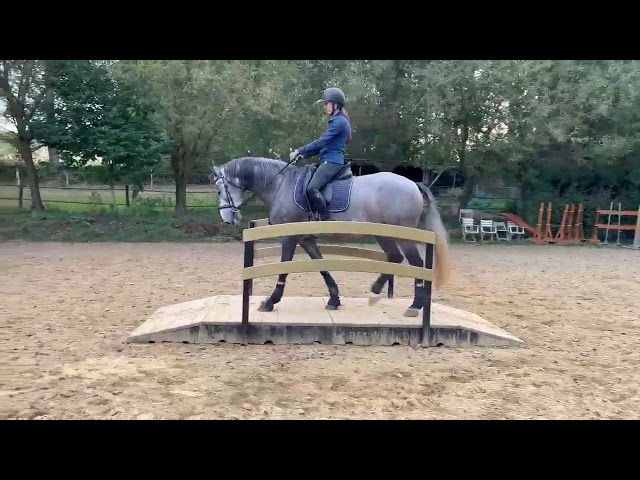 Cavalla Lusitano In vendita 2021 Grigio ,  Furacao II Sernadin