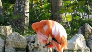 preview picture of video 'Cancun - Playa del Carmen - XCARET - Flamingo'