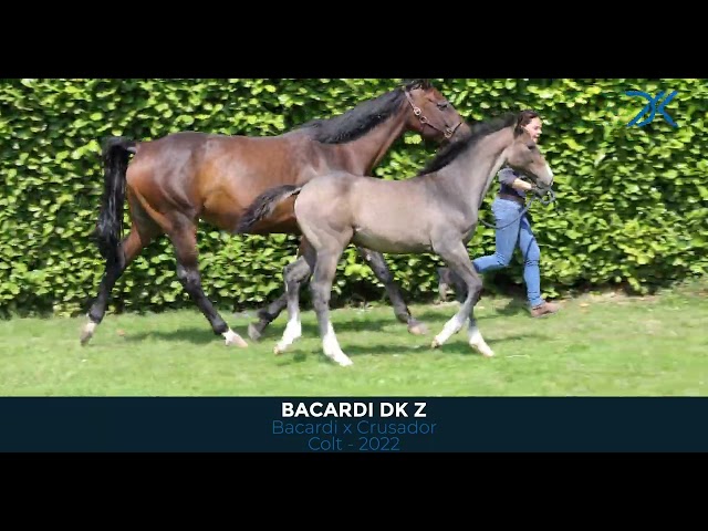 17 Bacardi DK Z