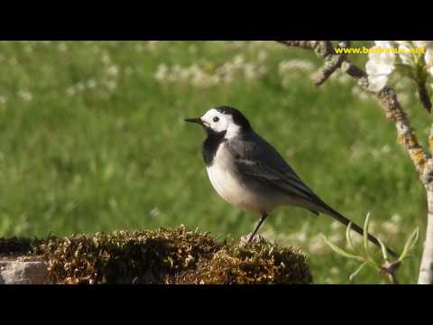 Lavandera blanca ( Motacilla alba ) White Wagtail