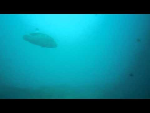 download lagu mp3 mp4 Goda Gala Diyamba, download lagu Goda Gala Diyamba gratis, unduh video klip Goda Gala Diyamba