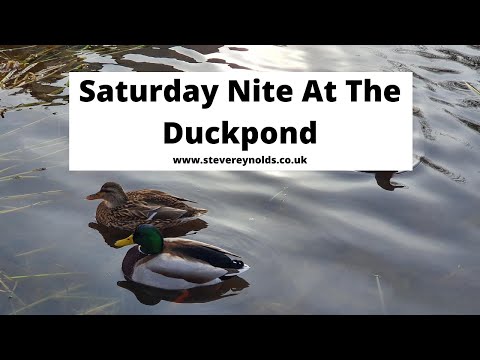 Saturday Nite At The Duckpond - The Cougars Cover by Steve Reynolds