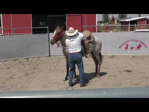 First Saddle - LONG Yearling - Chewy