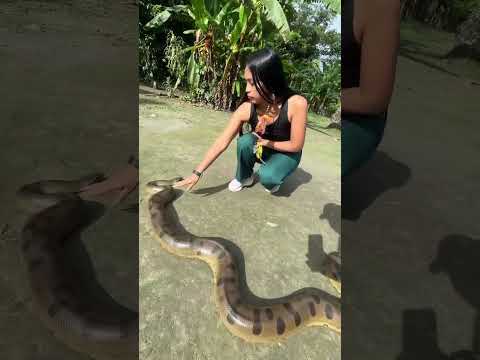 UNA ANACONDA SORPRENDE A INFLUENCER EN TENA, NAPO Notiamazonia