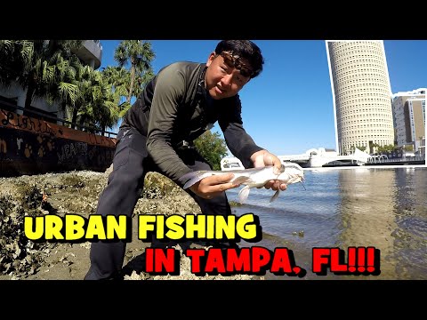 I Fished in DOWNTOWN TAMPA...!!! (And Caught A BUNCH OF FISH)
