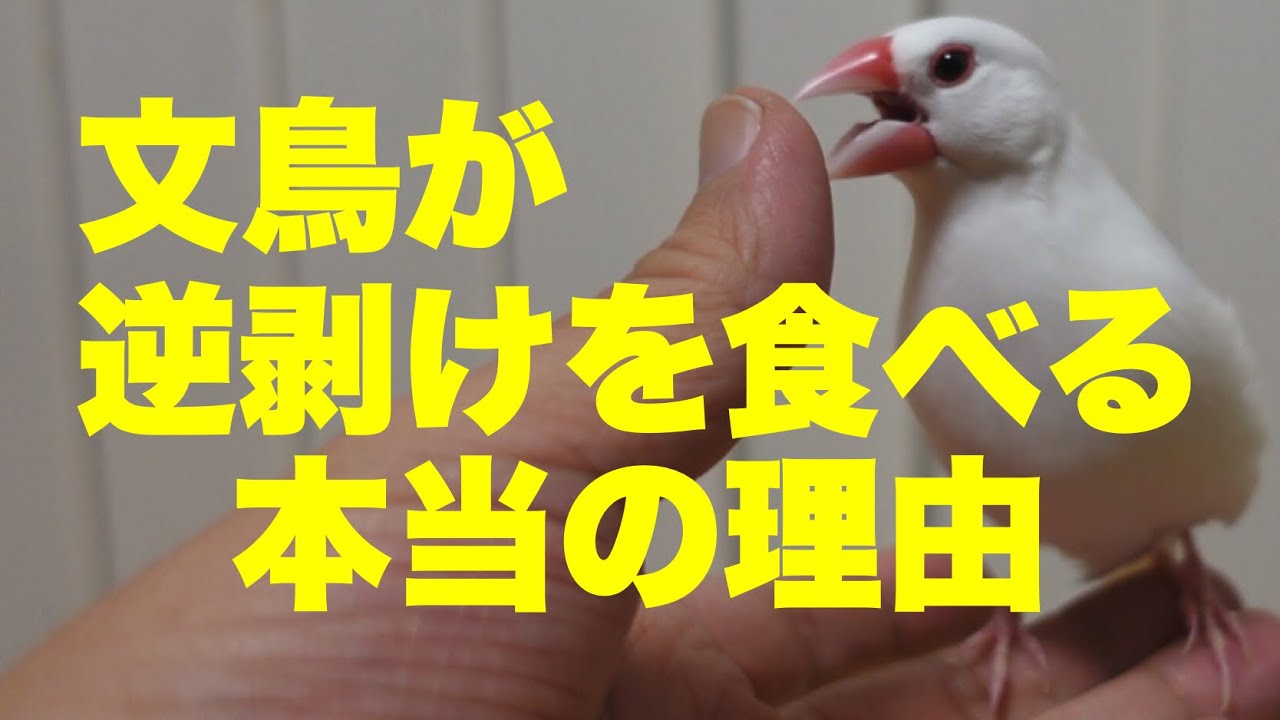 【衝撃の理由】文鳥はなぜ指の逆剥けを食べてしまうのか？