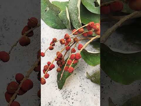 Red and green kampillaka mallotus philippensis, row