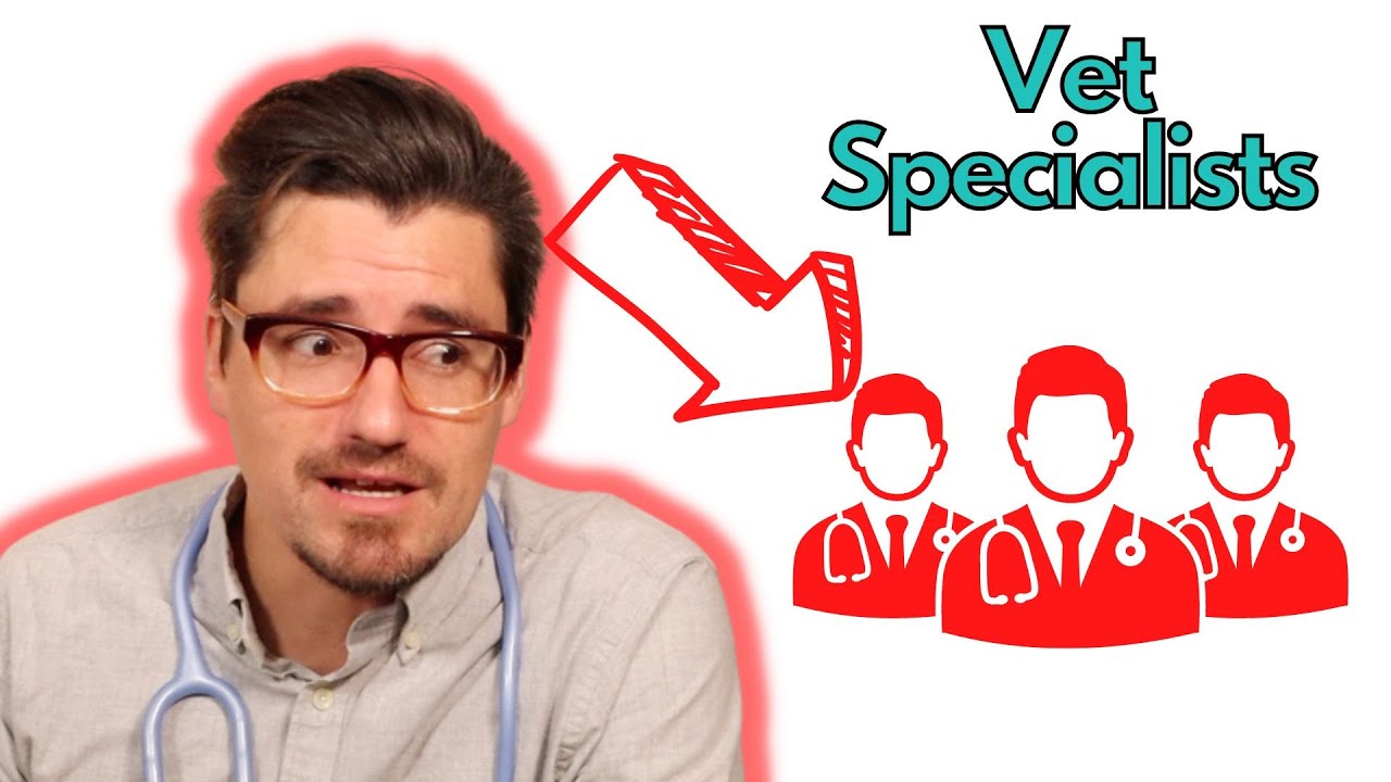 How Veterinary Specialists Work