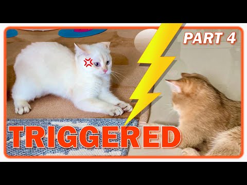 When SMALL Cat Meets BIG Kitten The FIRST TIME : Part4 😹 British Shorthair How To INTRODUCE NEW CATS