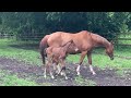 Poulain SF par Larimar QuillXHello PierrevXGaloubet A