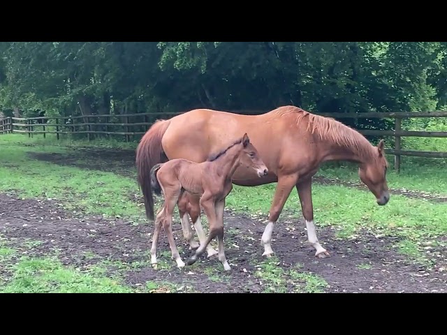 Poulain SF par Larimar QuillXHello PierrevXGaloubet A