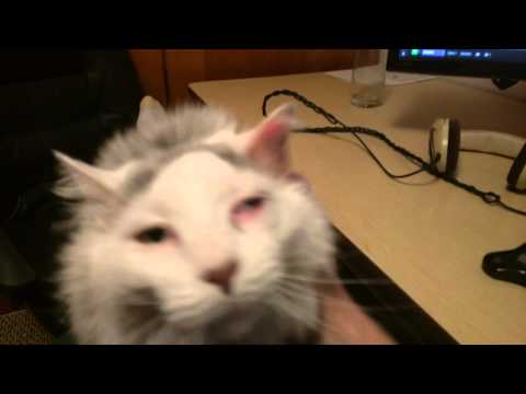 Cat derps out when you hit the spot