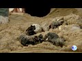 Brazilians help turtle hatchlings make their way to the ocean