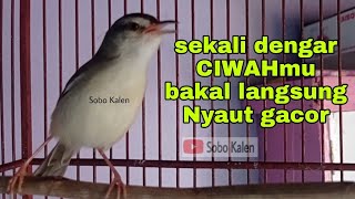 Download lagu Ciblek sawah memanggil teman AMPUH sekali memancing ciwah macet jadi bunyi sahut sahutan mp3 Download lagu Ciblek sawah memanggil teman AMPUH sekali memancing ciwah macet jadi bunyi sahut sahutan mp3