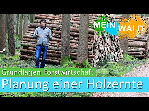 Planung einer Holzernte  - Wie geht man vor?