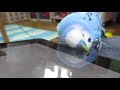 セキセイインコ　あおい　10歳　ひたすらカキカキ