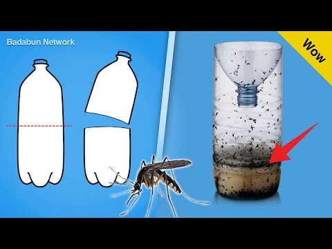 az alapok imbolyognak inkubációs enterobiosis
