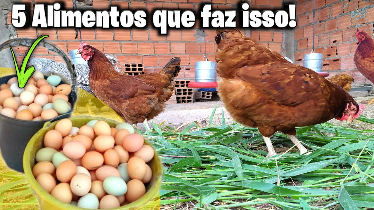isso Faz as Galinhas Bota OVOS todo Dia veja isso, #falaaesial