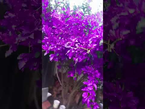 21 de agosto de 2025