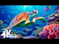 11 HRS Of 4K Turtle Paradise Undersea Nature Relaxation Film Piano Relaxing Music