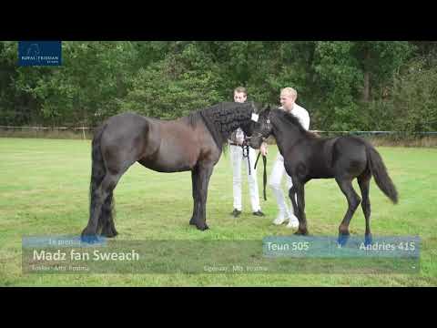 Veulenkeuring fokvereniging It Fryske Hynder 20-8-2020