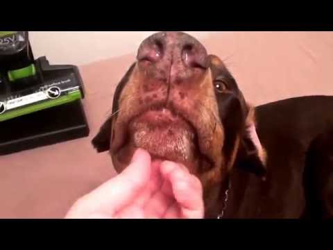 BISSELL BOLT ION XRT CORDLESS LIGHTWEIGHT STICK VACUUM...