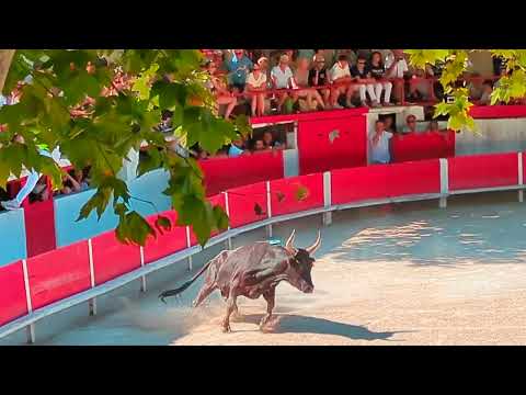 240714 Course Camarguaise @ les Paluds de Noves