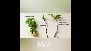 5 plants you can easily grow at home