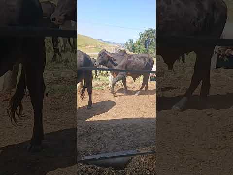 CONFINAMENTO DE BOIS FAZENDA ALTO DA SERRA CIDADE DE QUATIGUÁ PARANÁ