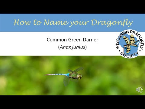 Common Green Darner dragonfly (Anax junius)