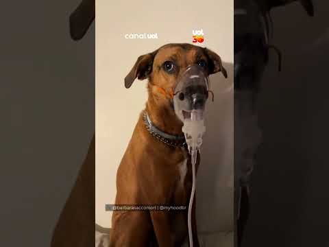 Tratamento surpresa de cachorro abala finanças de tutora