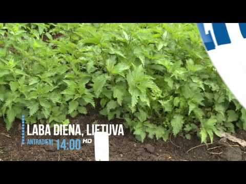 Laba diena, Lietuva | 2017-04-18 anonsas