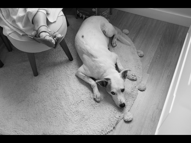 Fotografia de Família