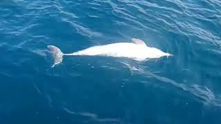 В Черном море из-за деятельности людей гибнут дельфины фото