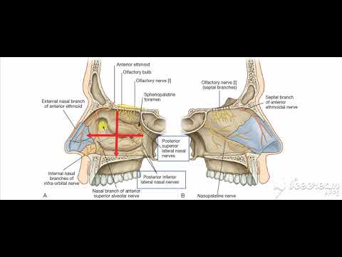 Nasal nerve supply 1