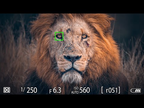 Techniken der Tierfotografie, die ich für professionelle Ergebnisse verwende