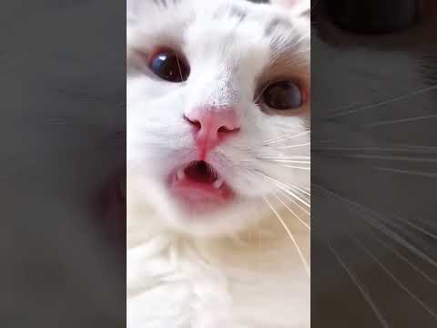 Cat Sound 😺😺 || Cat Voice || Cute Cat Voice Short  Video #shorts #cat #catlover