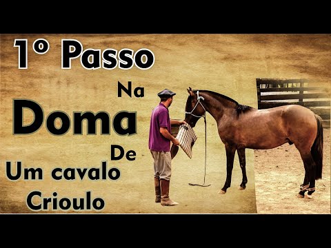 1ST STEP IN TAMING A CREOLE HORSE!