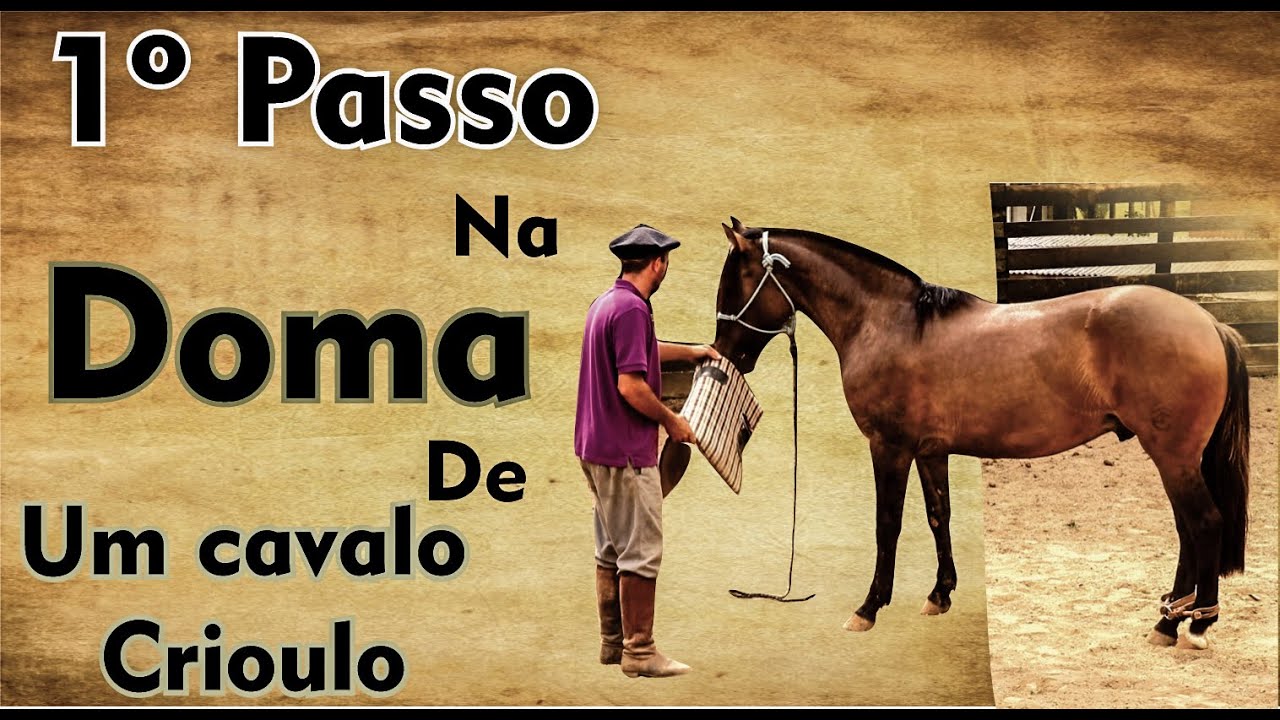1º PASSO NA DOMA DE UM CAVALO CRIOULO!
