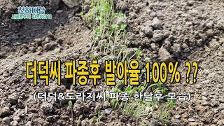 더덕씨앗 발아율 100% ?? 더덕 도라지 파종 노하우