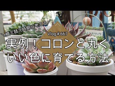 エケベリア 植物