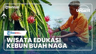 Kebun Buah Naga di Desa Wisata Pekunden Jadi Wisata Menarik, Bisa Petik Buah & Belajar Budidaya