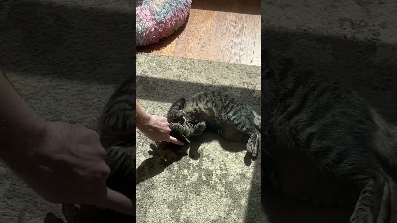 Paisley, a Adoptable mixed breed in Houston, TX video 6/6