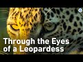 Secrets of the Serengeti: The Elusive Leopardess and Her Legacy | Extra Long Documentary DEFAULT Thumbnail