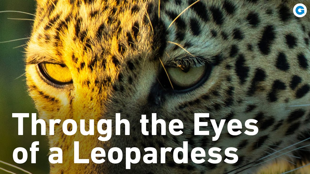 Secrets of the Serengeti: The Elusive Leopardess and Her Legacy | Extra Long Documentary