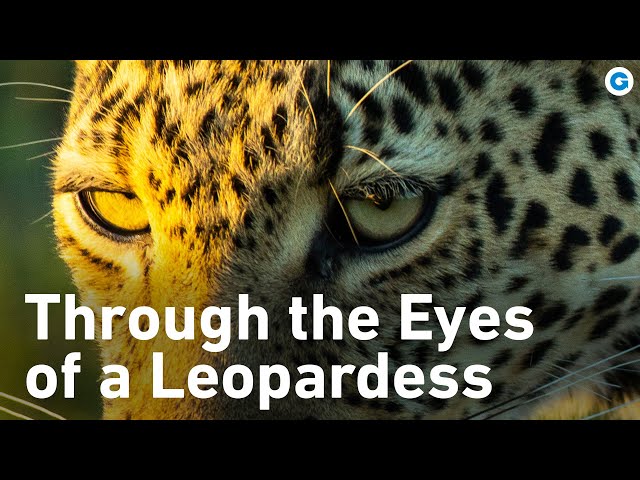 Secrets of the Serengeti: The Elusive Leopardess and Her Legacy | Extra Long Documentary SDDEFAULT Thumbnail